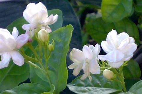 茉莉花 顏色|茉莉花（木樨科素馨属植物）